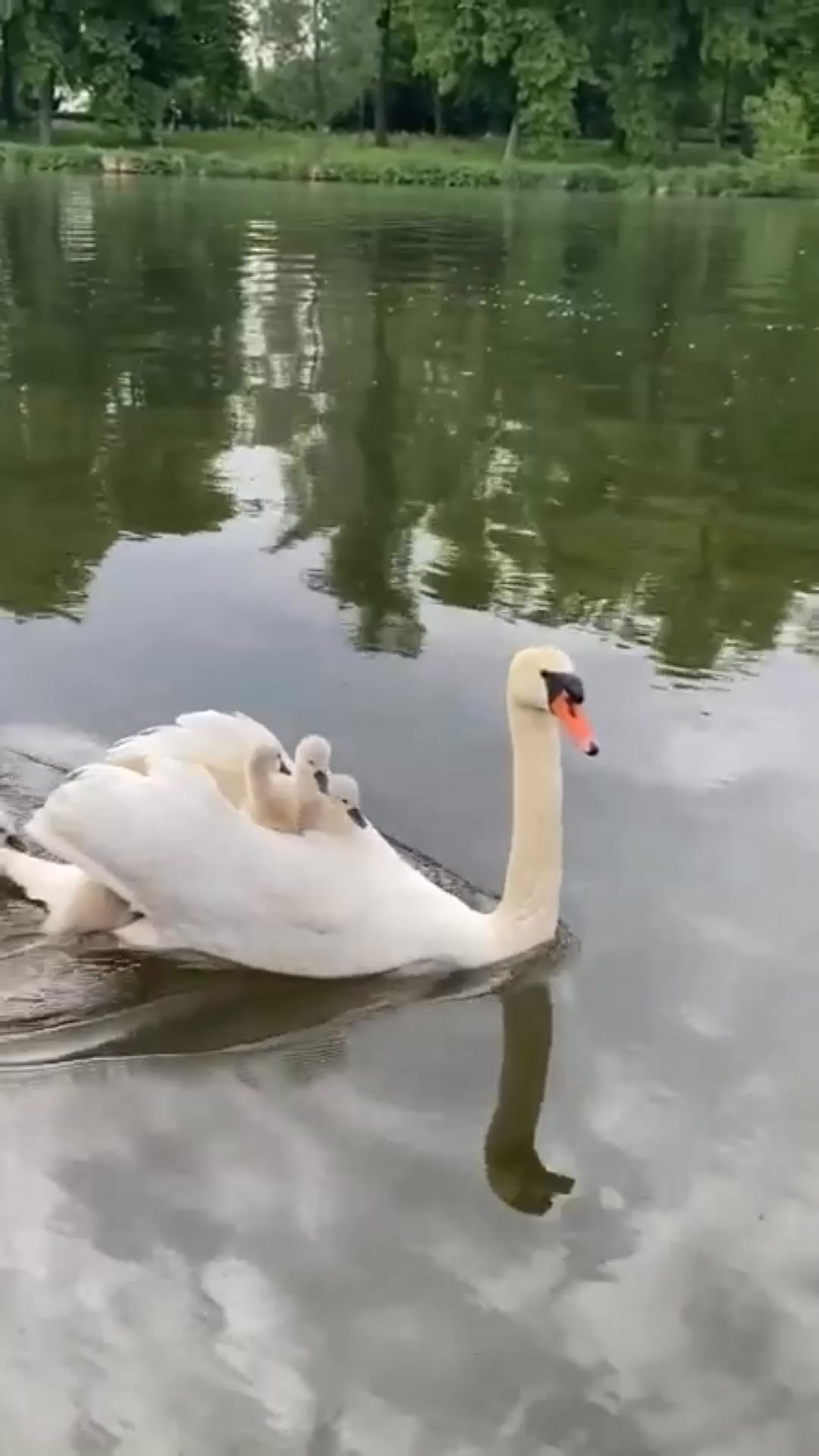 Beautiful morning with my 🦢 friends☘️ #swanlake #swansea #swans #swan # ...