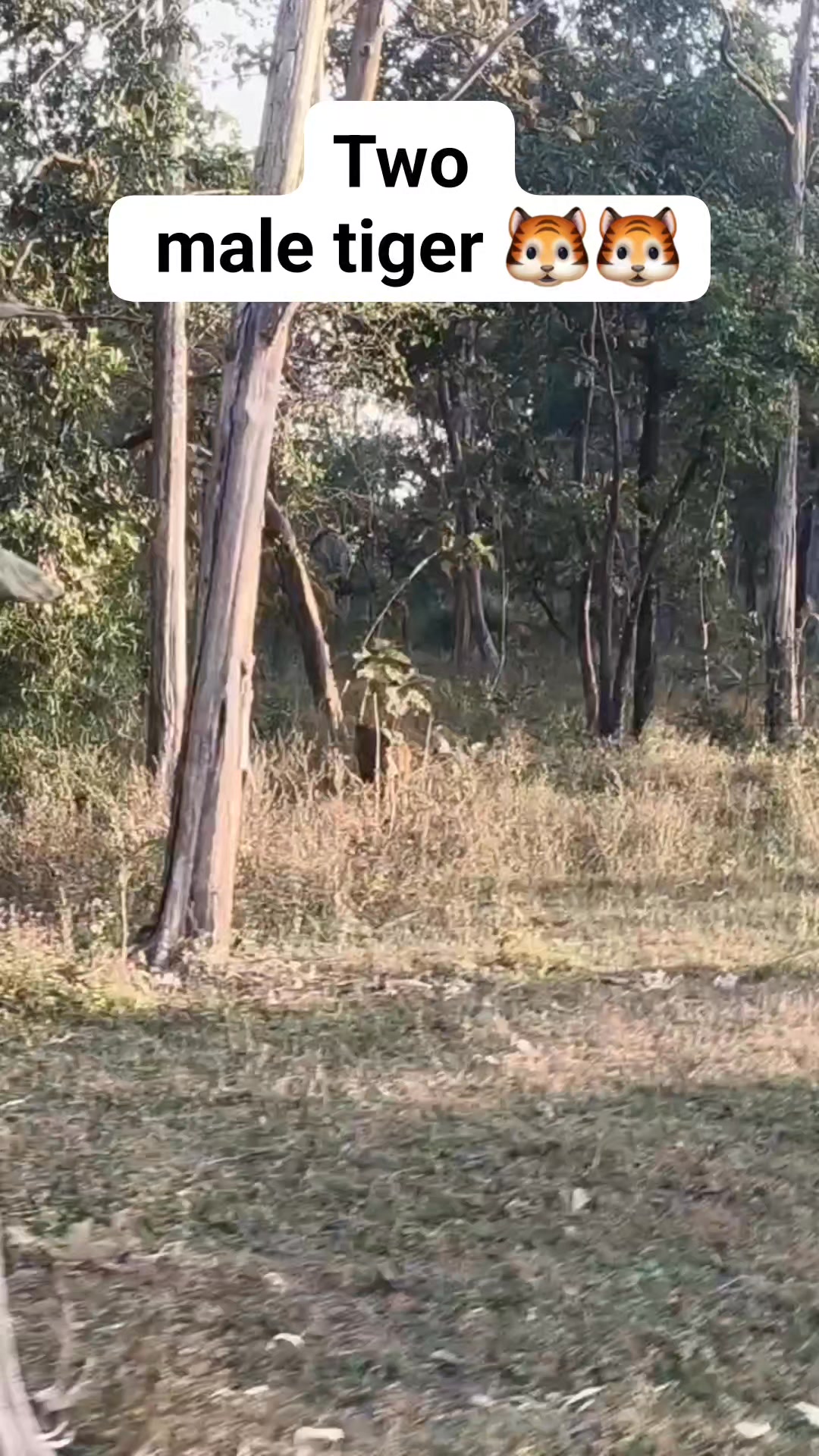 By bye 2025 This evening PN 163 Male Tiger 🐯 pench Rukhad buffer zone ...