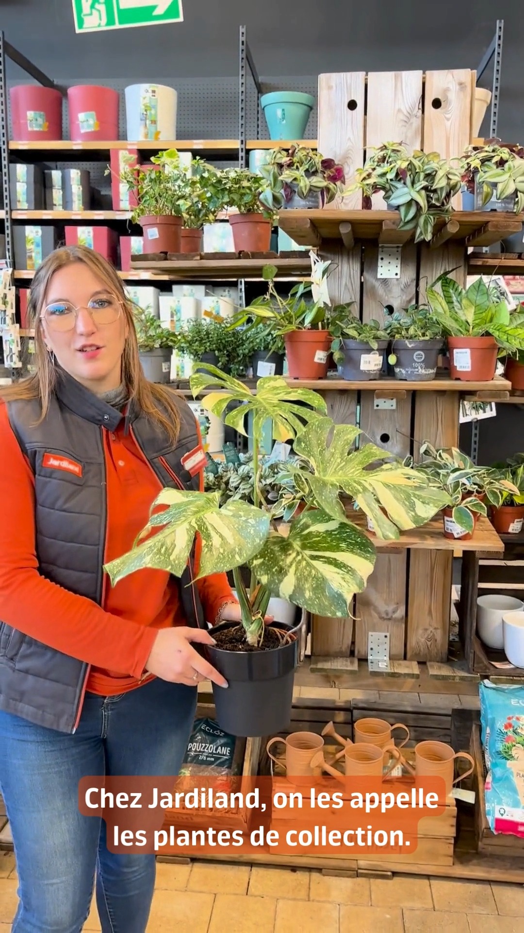 Sitemapcdatahttpwen2windecoocombonsai Prix Jardiland