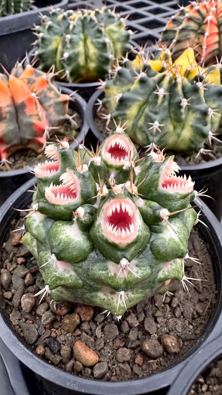 Astrophytum alien AiArt｜#cactus #flowers #potted #plants #garden ...