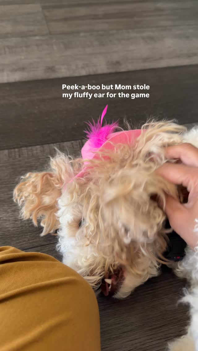 Peek-a-boo but Mom stole my fluffy ear for the game | Snickythedoodle ...