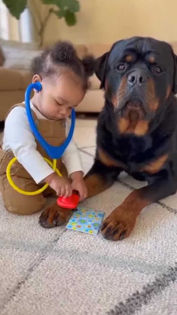 Doctor vs Patient 🤣🤣 : #rottweiler #dogsofinstagram #dog #rottweilers # ...