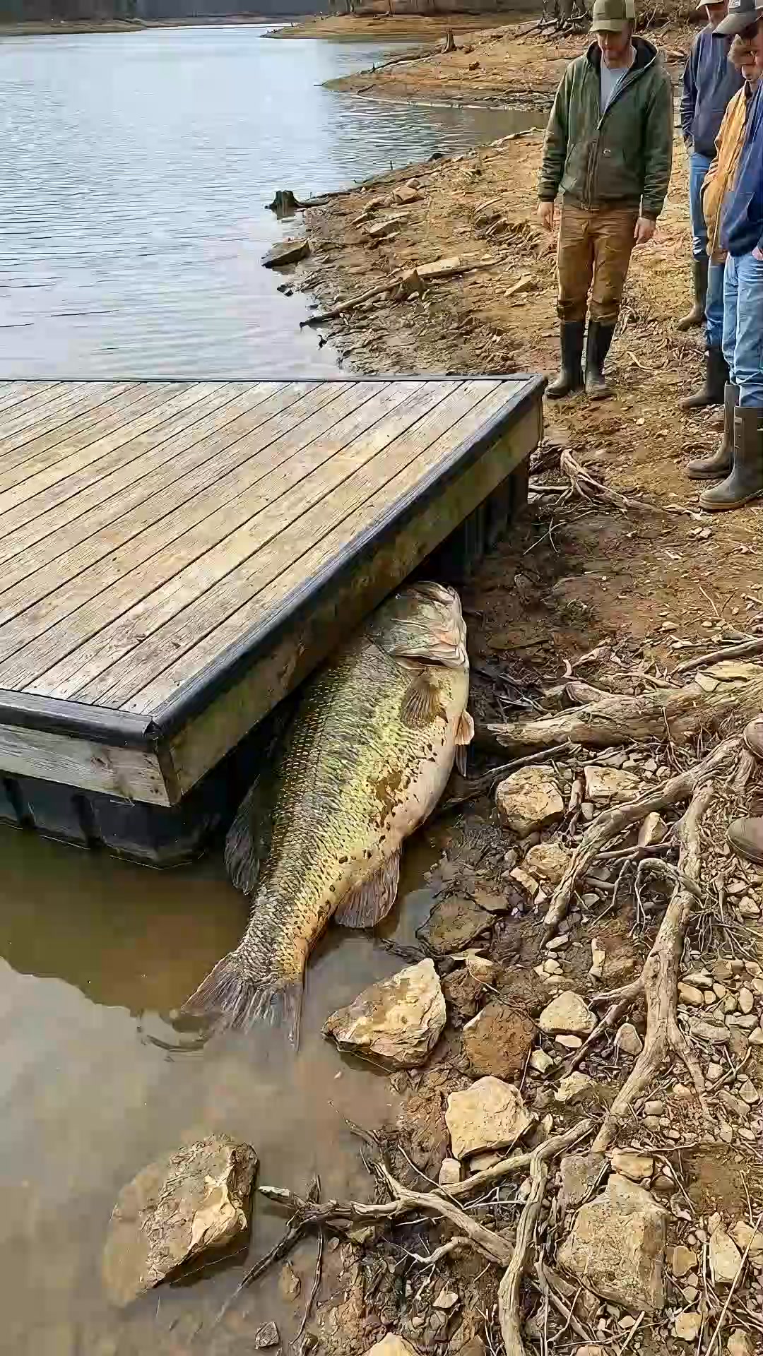 A giant bass fish is found resting under a floating dock ramp as water ...