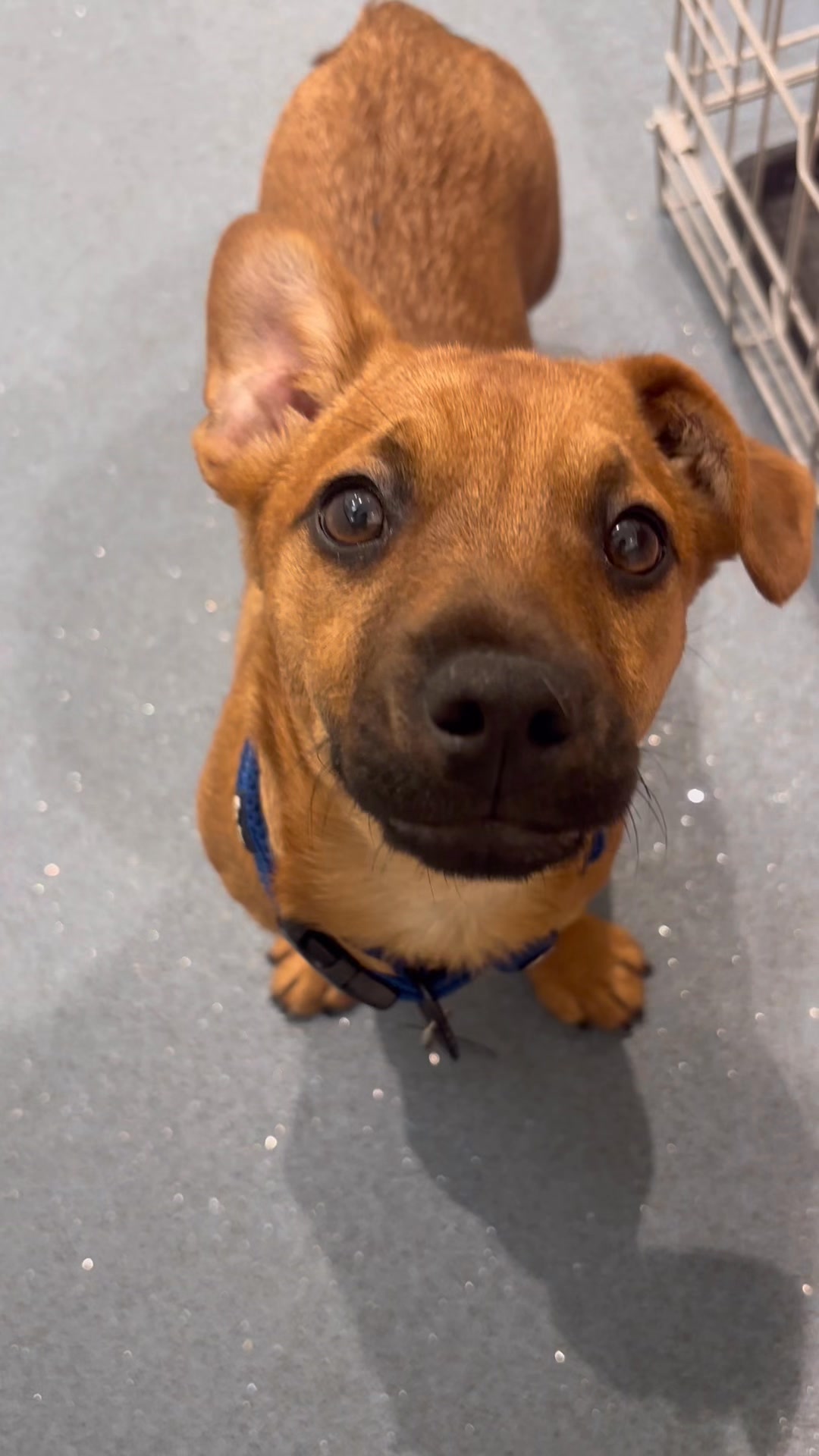 “Tell me about that time I got rescued again please” 📔🥰🏡 #adoptdontshop ...