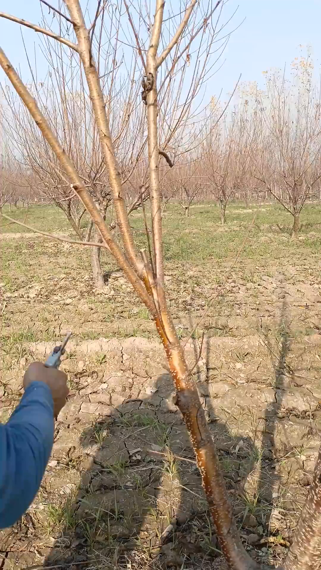 Peach tree caring Trees cares 🍑🍑🌳🌳season #gardening #farming#satisfying ...