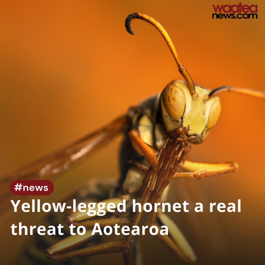 Waatea News - Yellow‑legged hornet a real threat to... | Facebook
