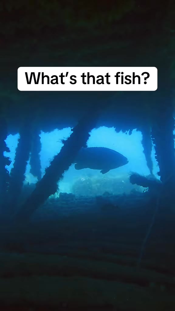 Parrot fish eat rocks and poop sand… the more you know 🐟 💩 Geographic # ...