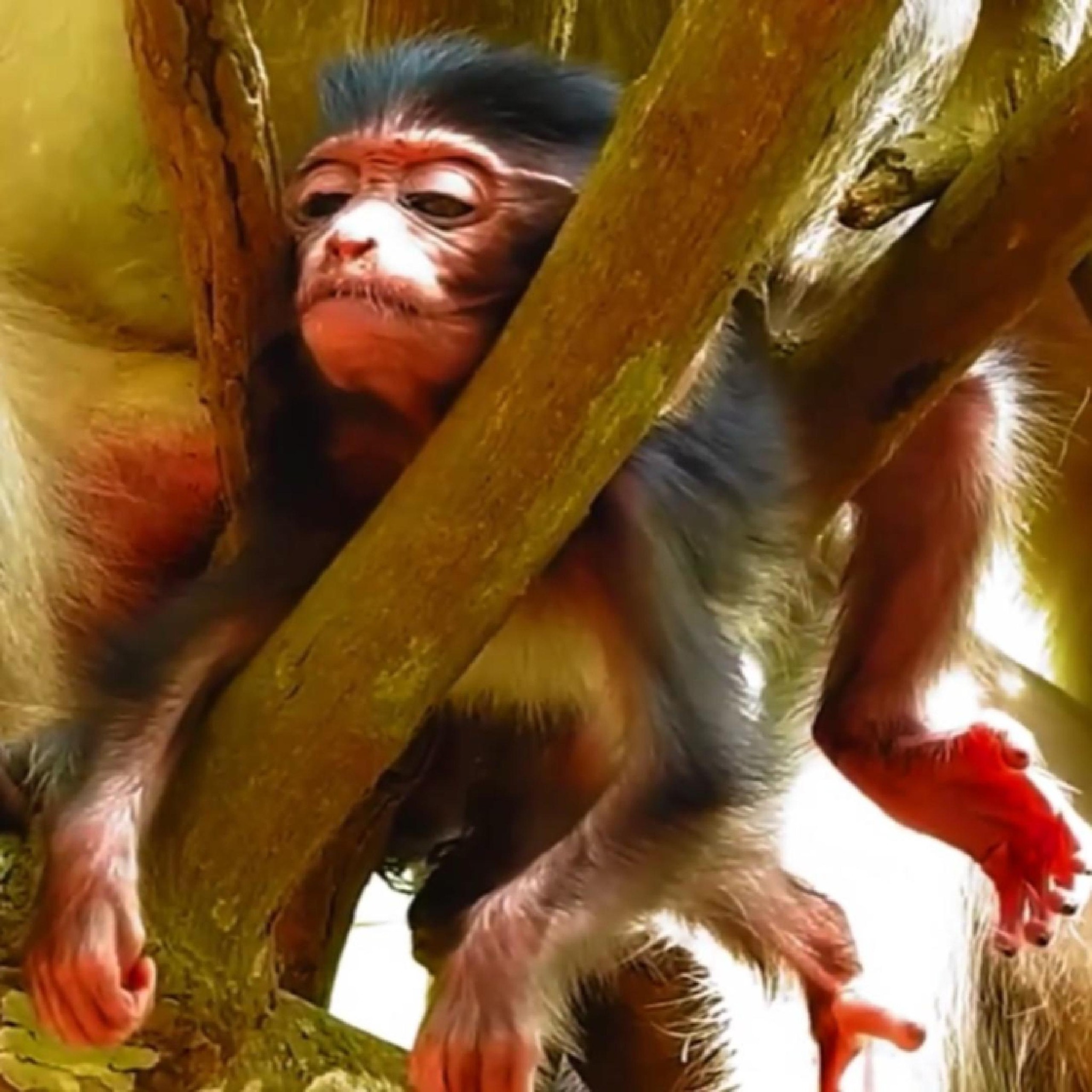 So Poorly..! Little Baby Monkey Left Weak with No Milk After Mom Went ...