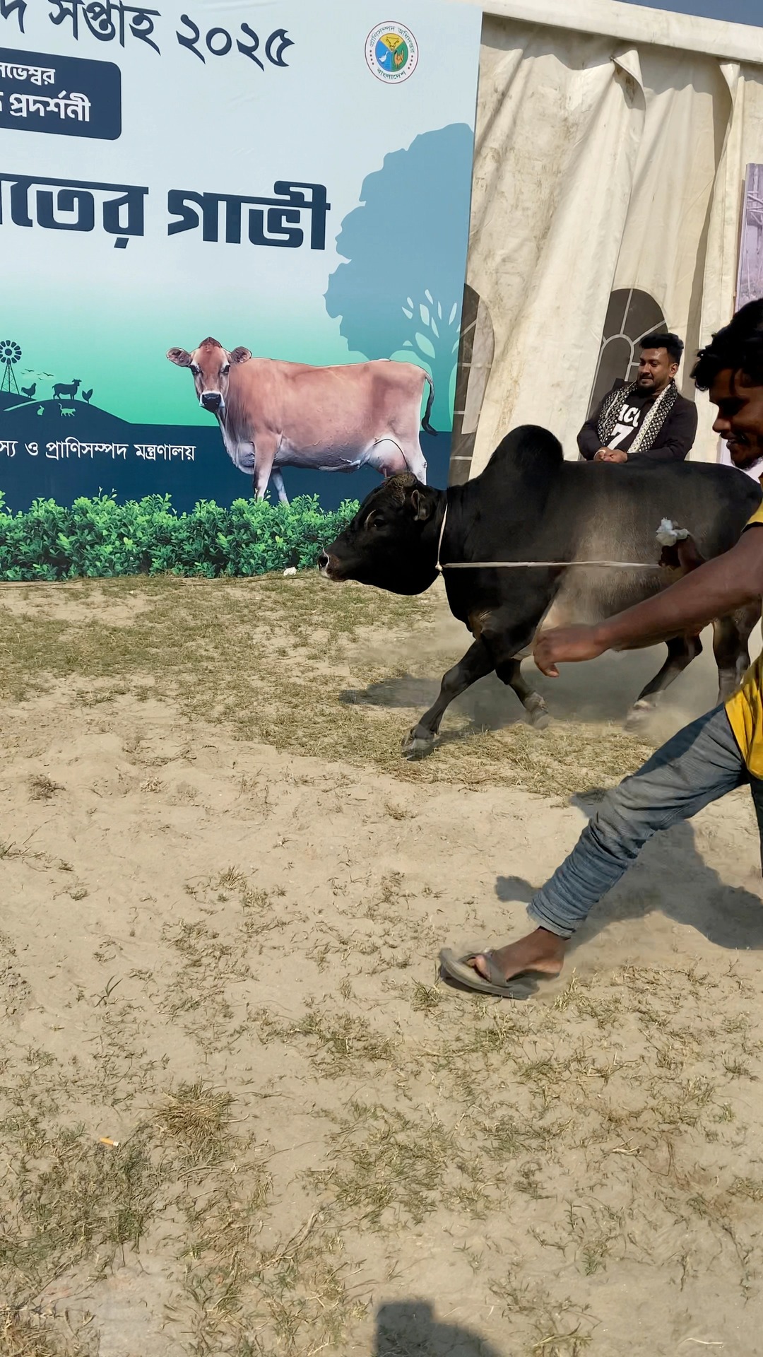 Hefty vhutti bull | Cattle clip's by Anas | Facebook