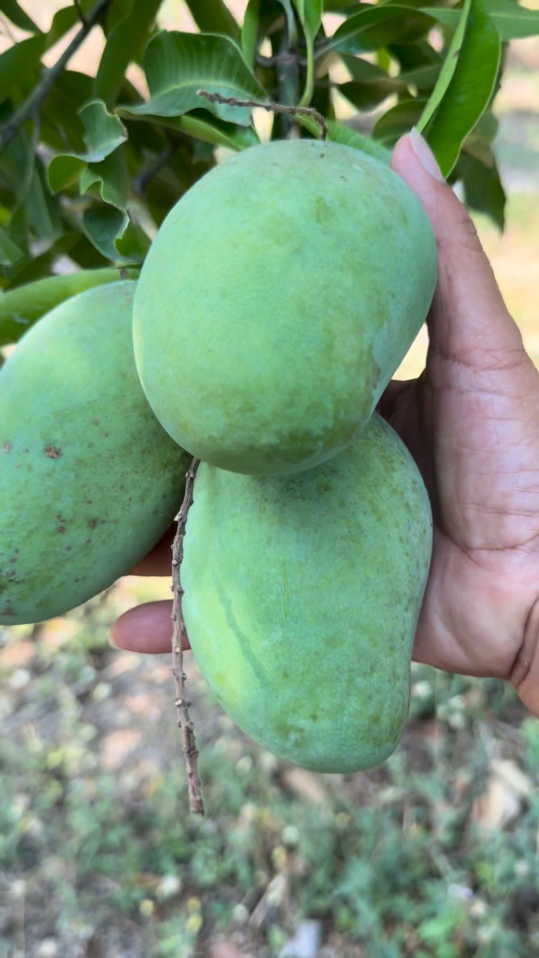 Panchita Phatthanathirakan
