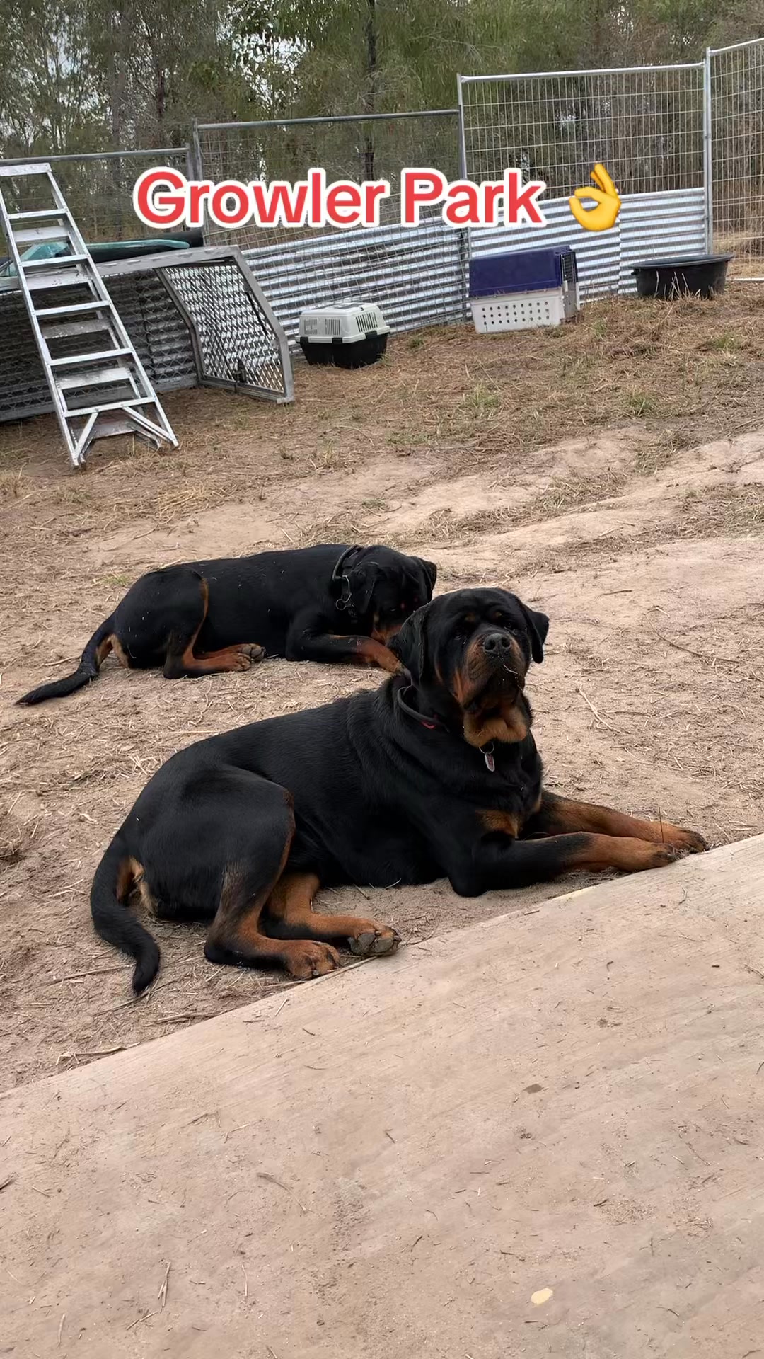 Growler Rottweilers on Reels | Facebook