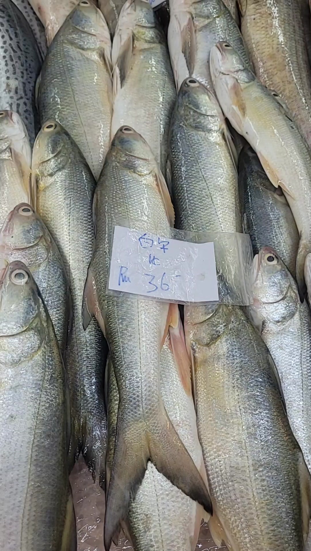 笨珍白午鱼 1KG RM36 | 笨珍亚源鱼商 | Facebook