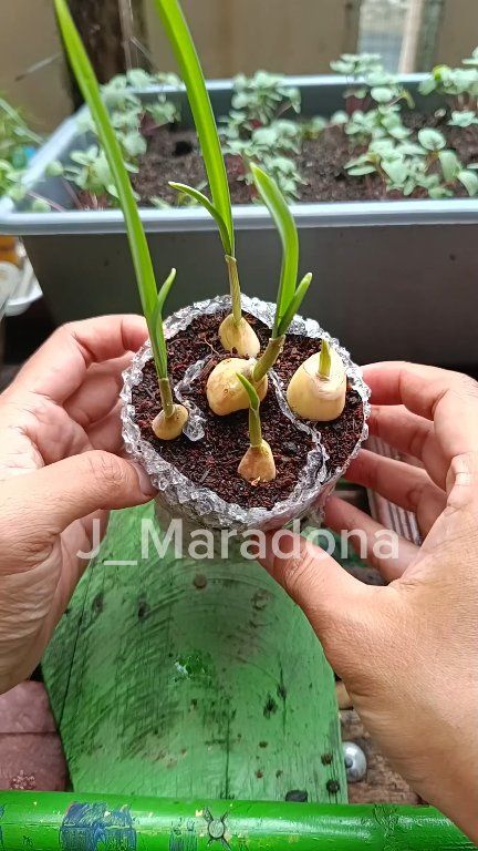 Grow Garlic Using the Snail Method 🌱 Space-Saving & Easy #growinggarlic ...