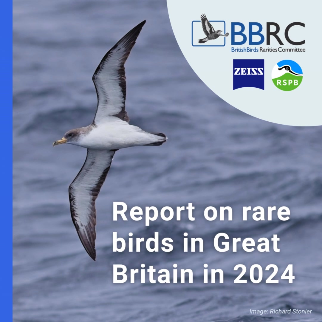 Hot off the press! October issue contains the report of Rare Birds in ...