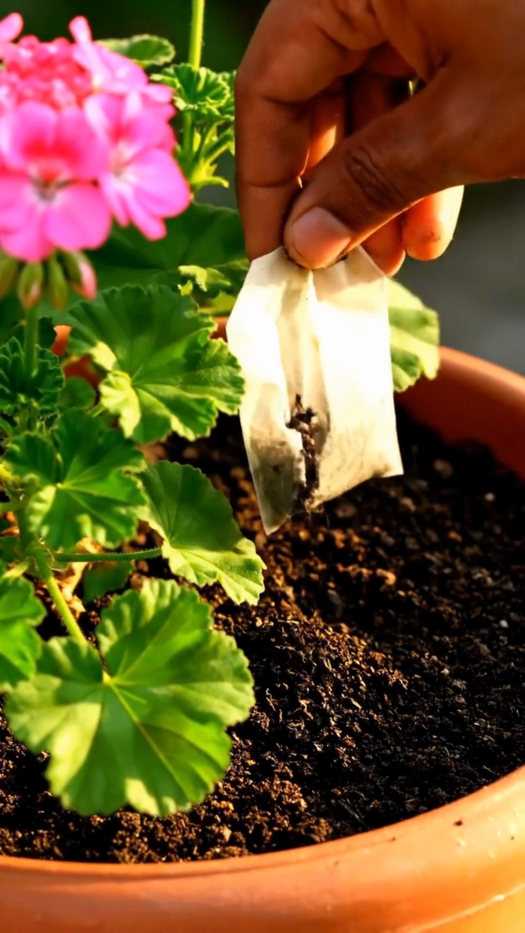 Grandma’s - Turn banana skins into a powerful fertilizer for your ...