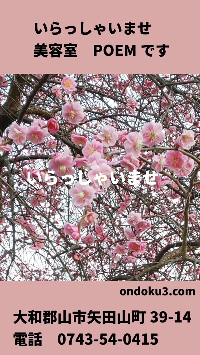 🩷美容室ポエム🩷綺麗な梅の花が咲きましたね。楽しく心安らぐ時間を大切にしています。お気軽にお電話下さいませ。☏0743-54-0415#美容室 ...