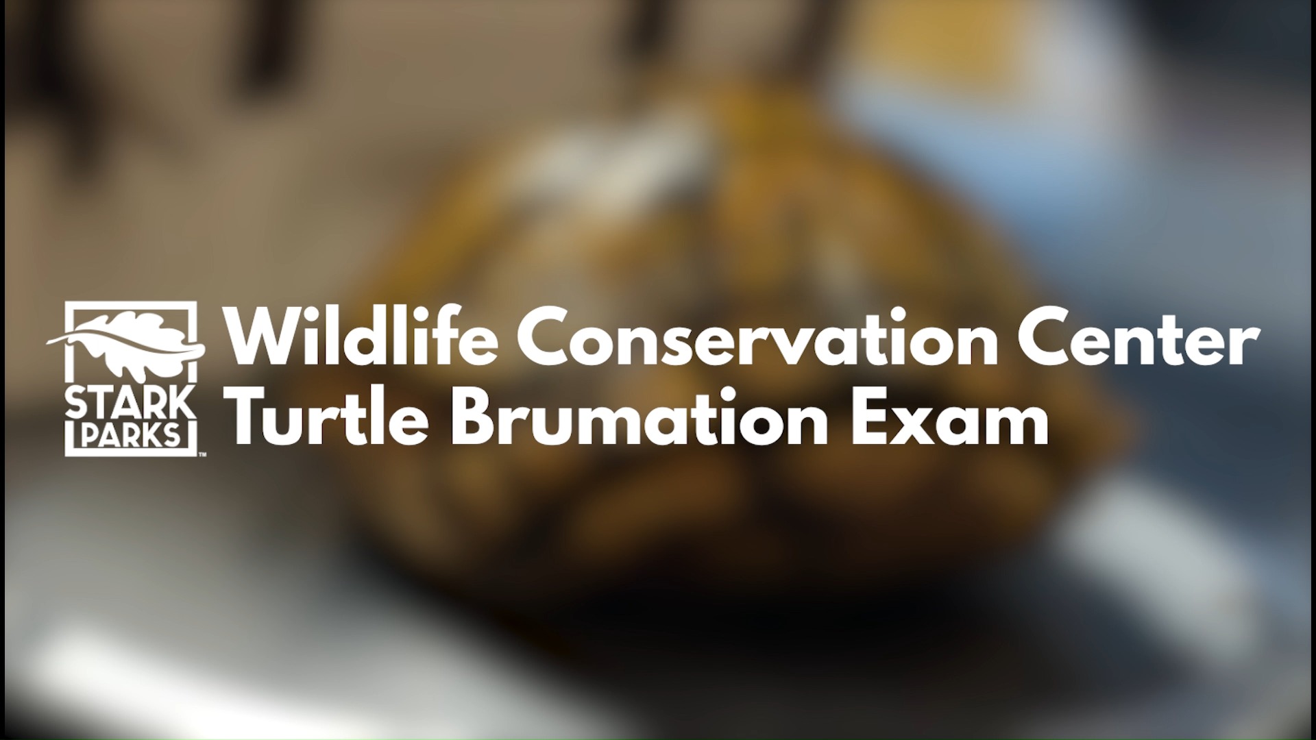 🐢 ️ It’s #WildlifeWednesday, and today we’re checking in with our ...