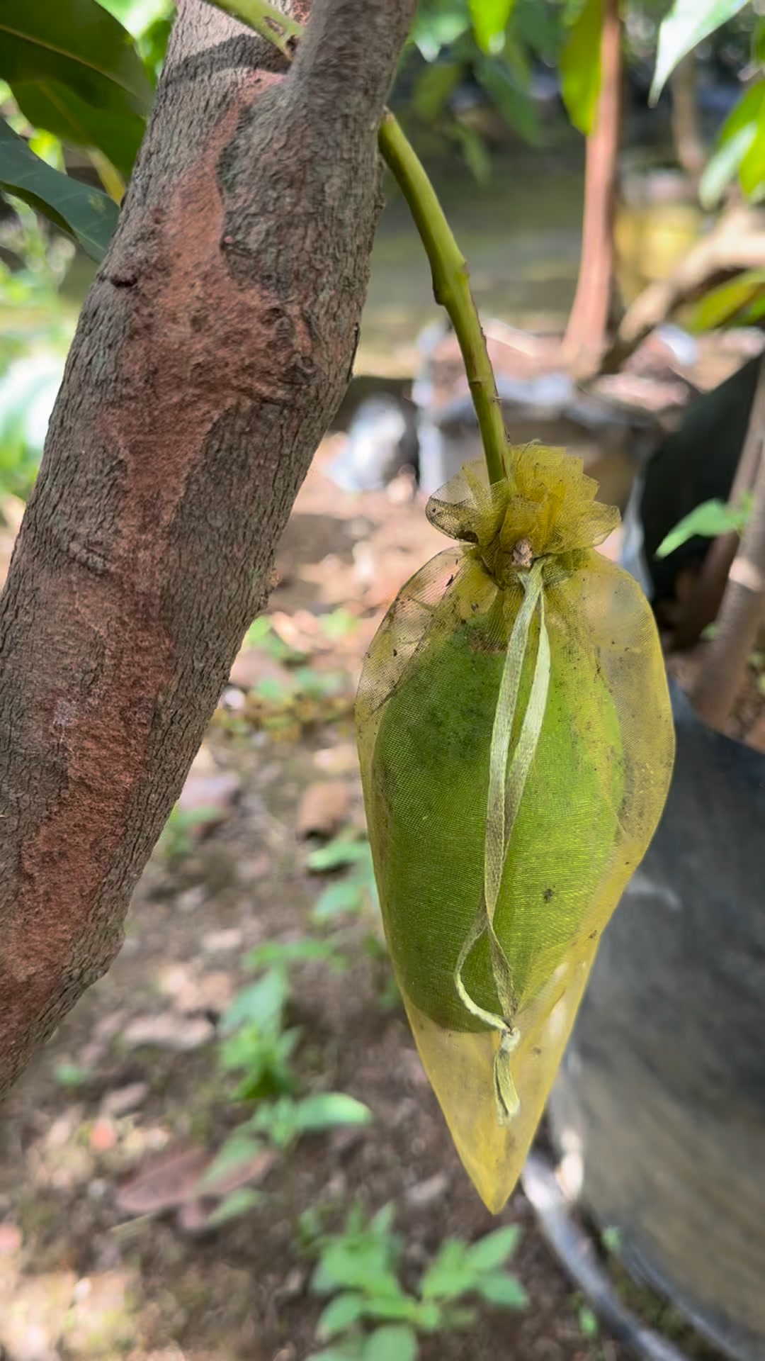 Marcoted millennium giant mango. Pag nagtanim kayo ng fruit tree mula ...