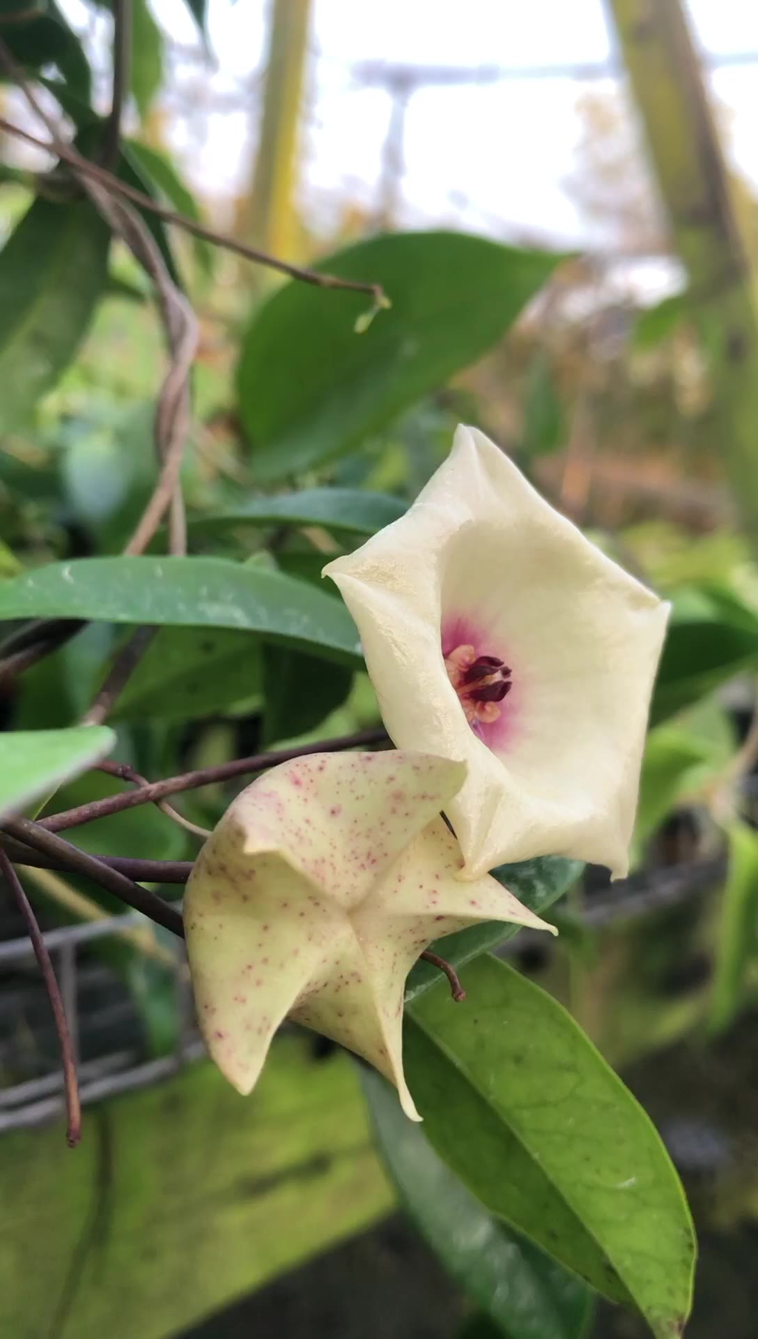 Hoya mappigera. | Orchid Hoya SG