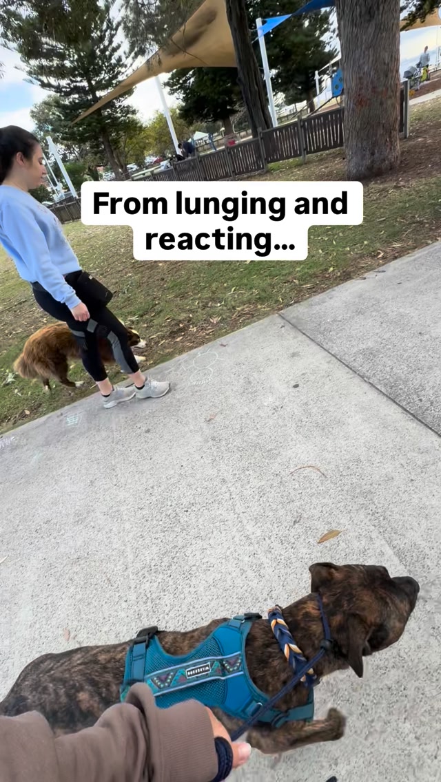 It’s not by saying NO. It’s not by distracting the dog. And it’s not by ...