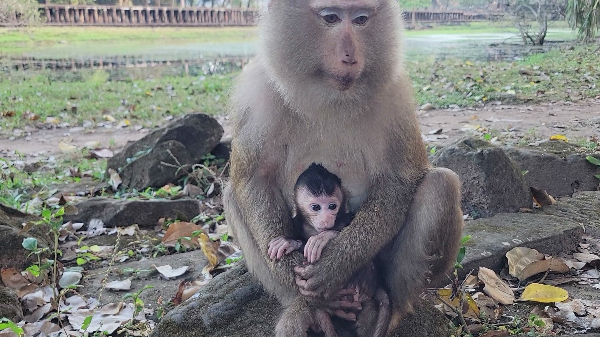 Oh No..! Monkey Astra not yet get Astro back from Bonita🙏 | Your ...