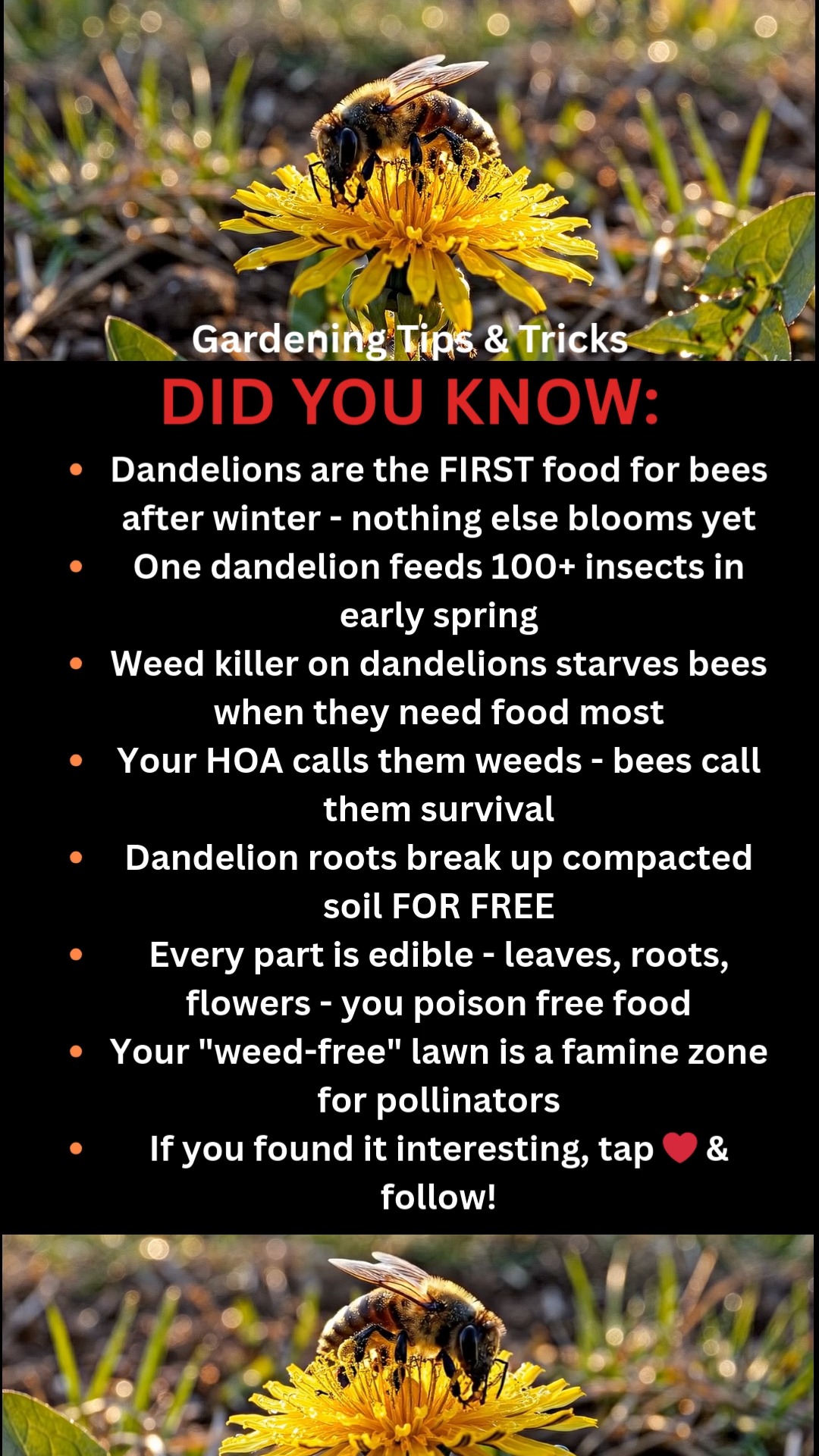 That dandelion you're about to spray? It's the only food for miles. 🌼 ...