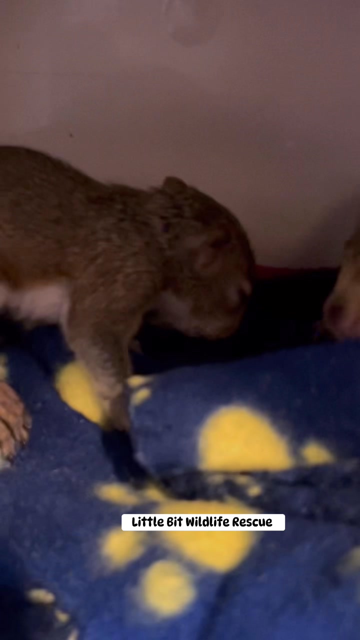 Baby squirrels, Rudolph and Frosty getting ready to feed them their ...