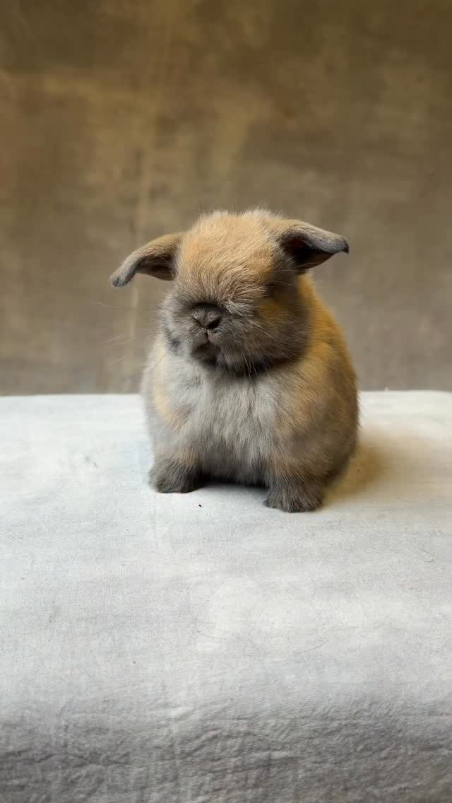 #bunnyoftheday #gooseberryrabbity #bunnylove #rabbitsworldwide #สัตว์ ...