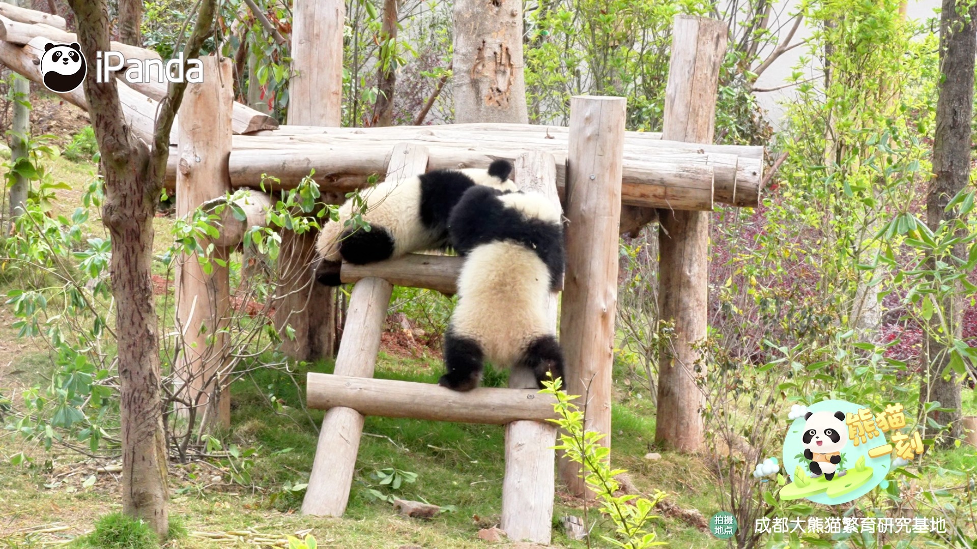 Don't blink. Panda's saying hi. Cuteness overload warning! #panda
