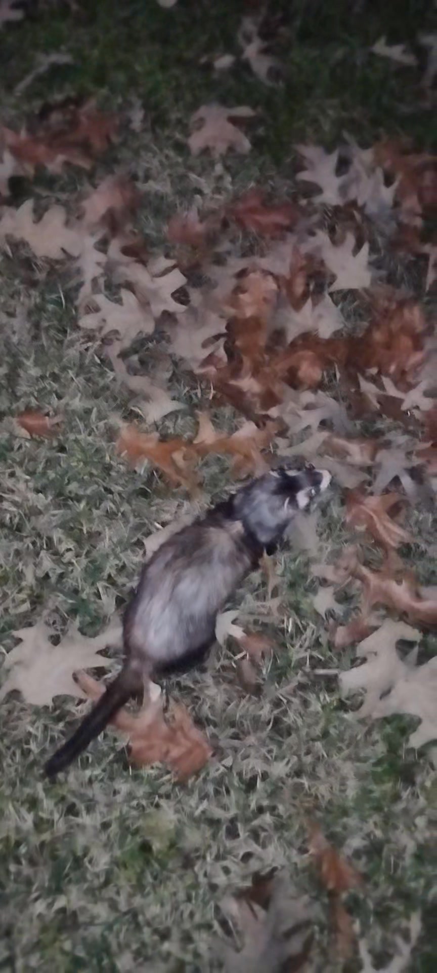 Just a little run in the yard #ferrets #ferretlovers #ferretlife # ...