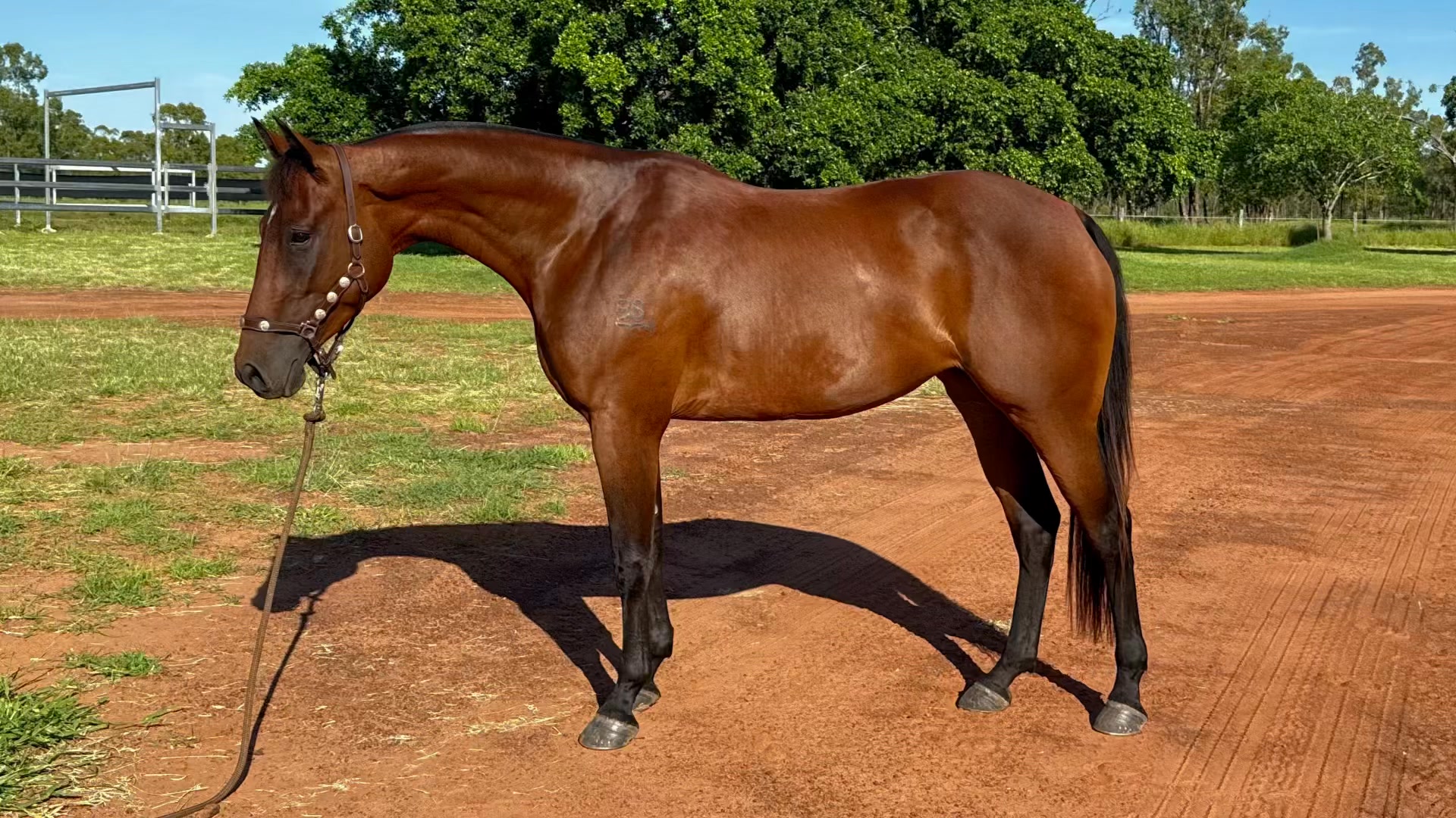 2026 NUTRIEN CLASSIC SALE LOT 403 Nibbereena Sadie, 3yo filly