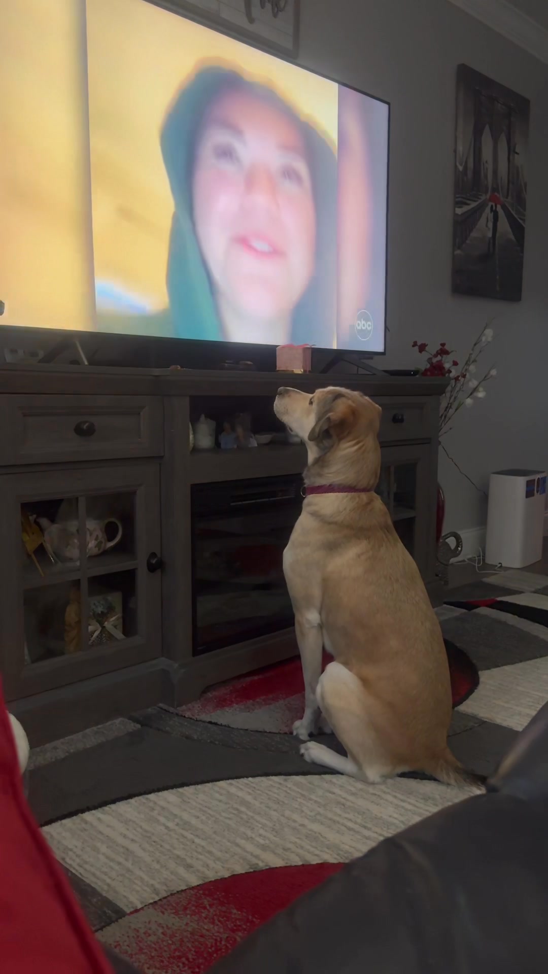 Just a dog and her TV | Debbie Ribustello | Facebook