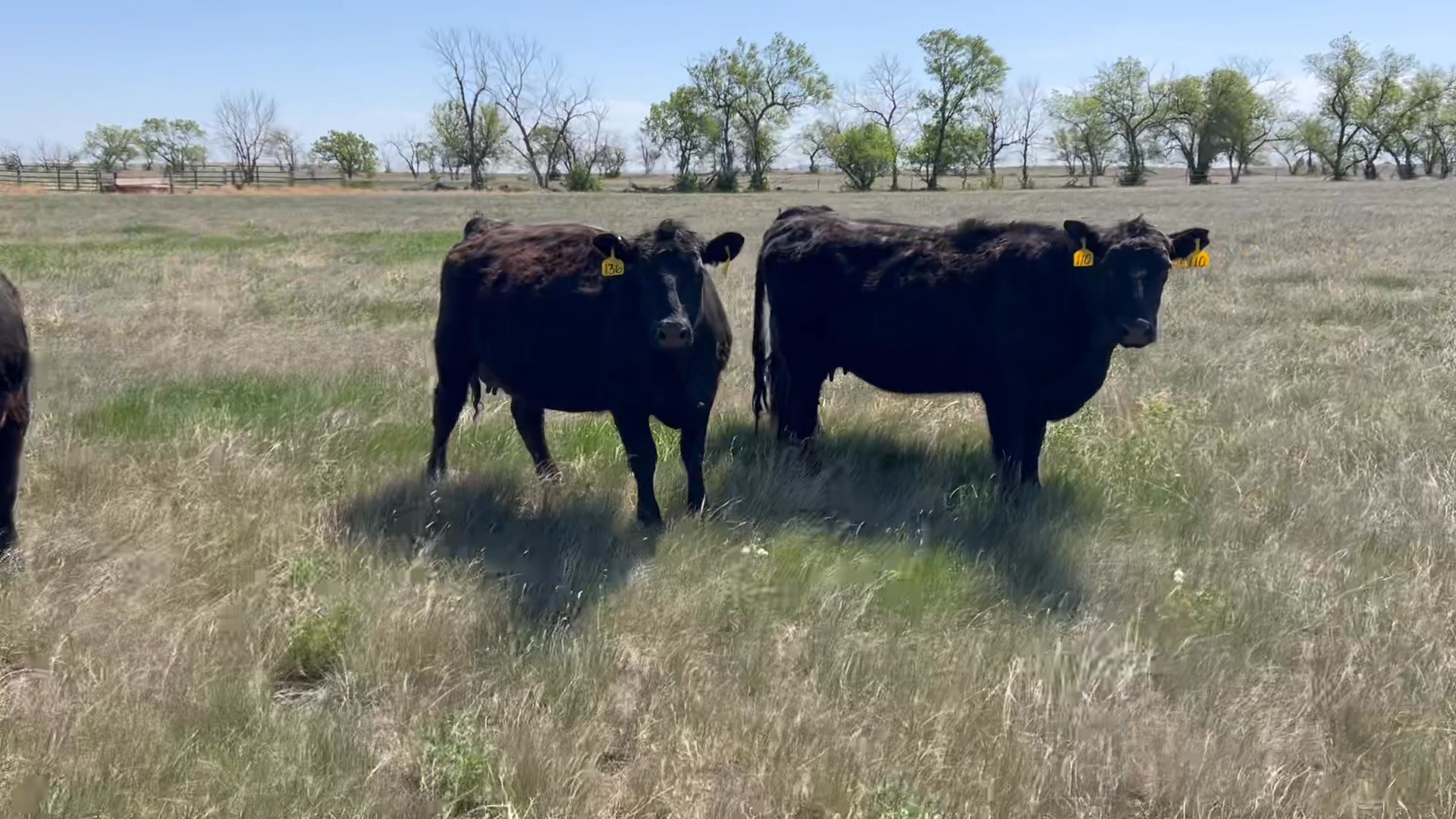 Friday, October 24, 2025 Murphy Ranch • 30 3-5yr olds, blk bred blk ...
