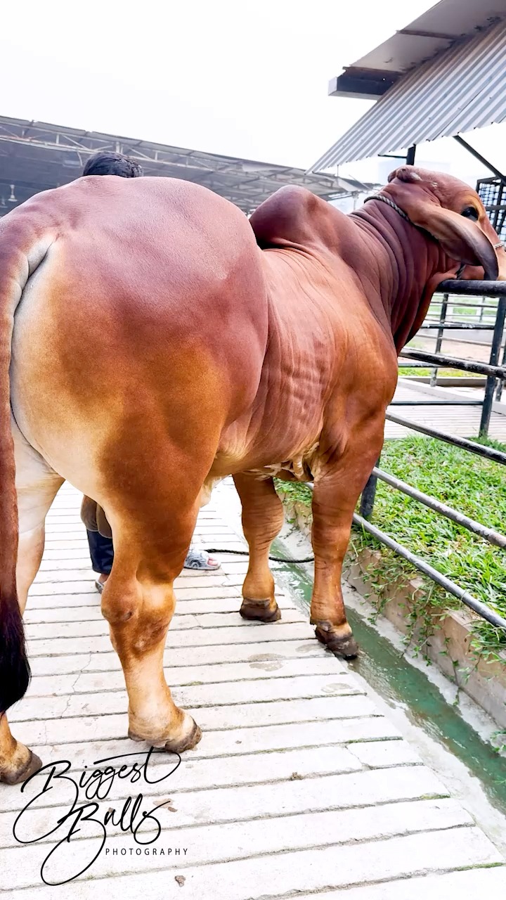 Hefty Brahman bull with very defined muscles | Biggest Bulls ...