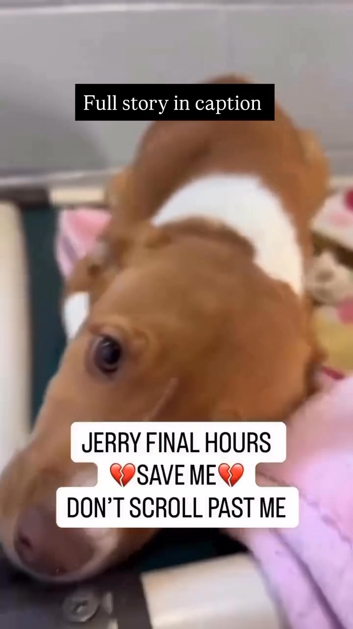 🚨URGENT —LET’S SAVE JERRY!!! SCHEDULED FOR EUTHANASIA 🚨 Jerry lies ...
