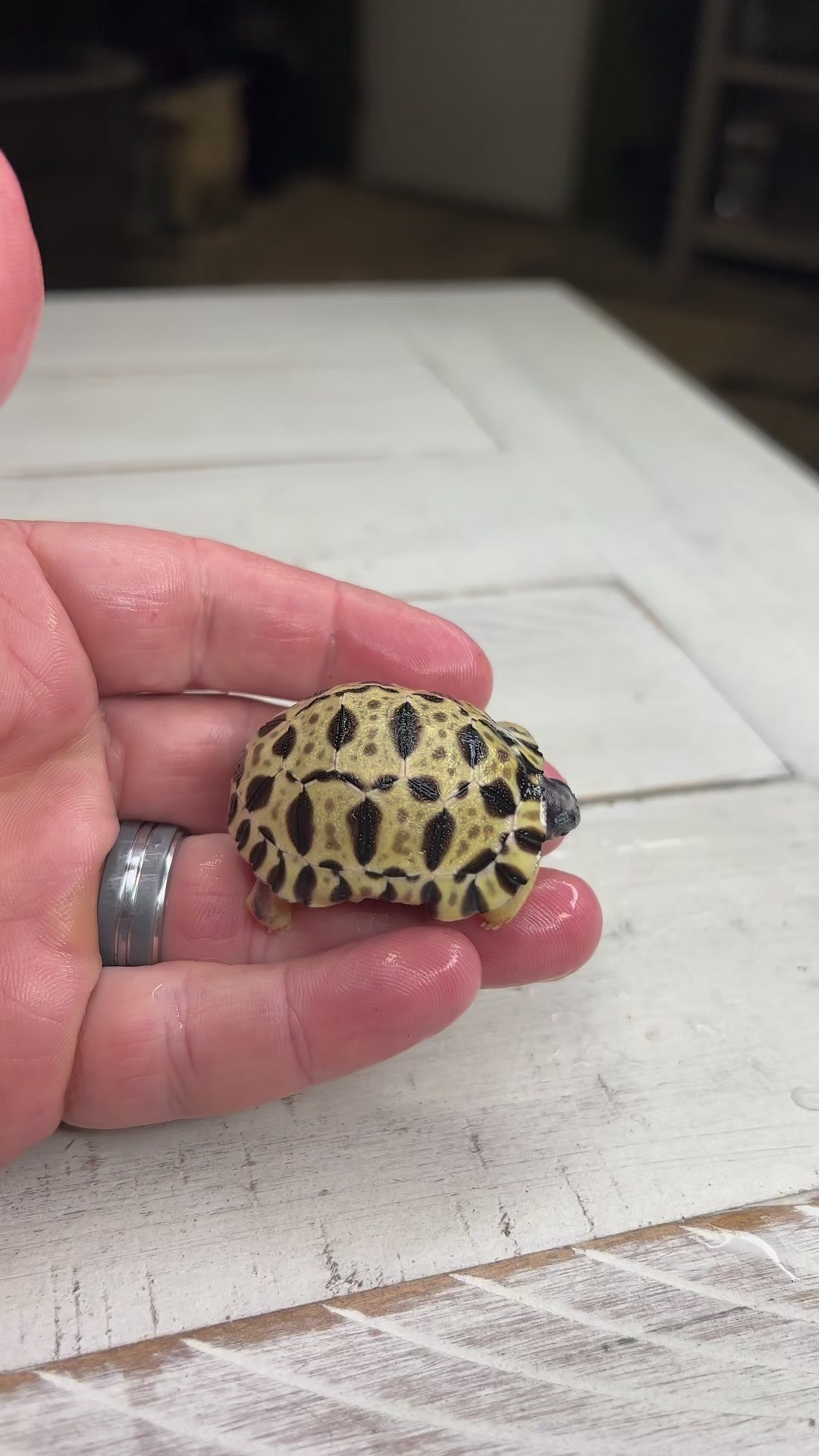 Dented baby tortoise with a belly button? 😳#babytortoise #otistheturtle ...
