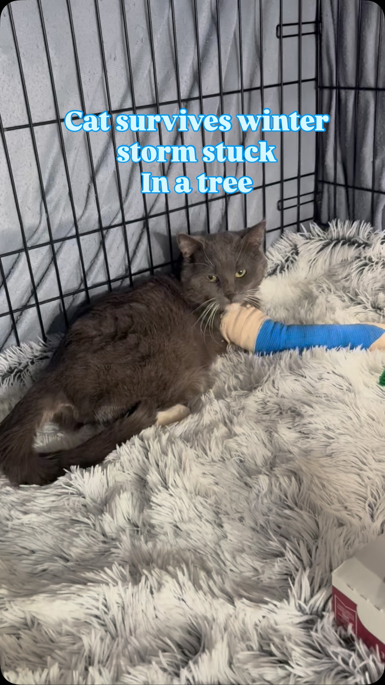 1/30/26 Cat rescued after surviving winter storm stuck in a tree in ...
