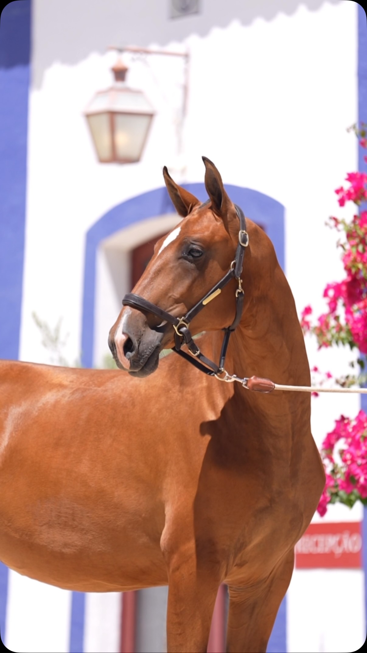 Introducing the one year-old filly Valquiria MVL, already with