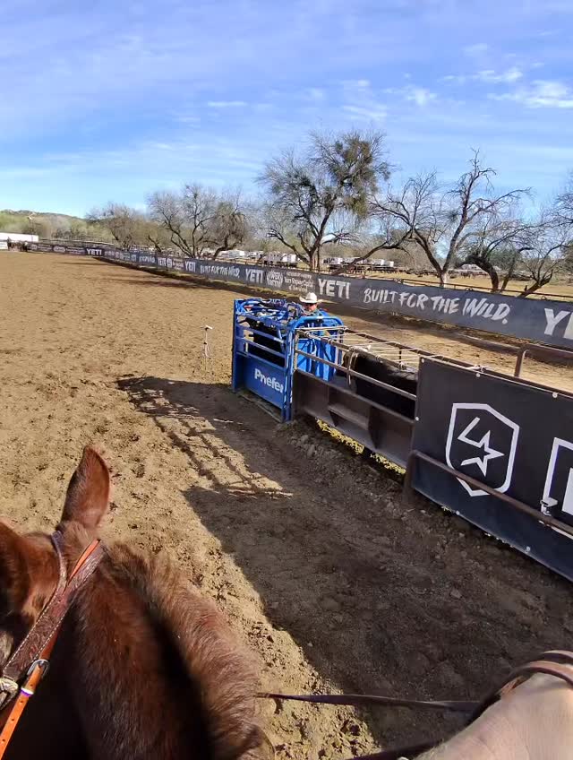 The Daily Dally added a new horse to the roster! #fyp #teamroping # ...