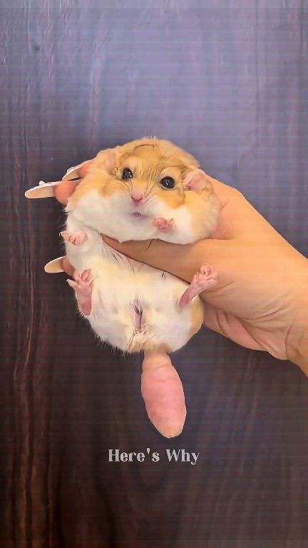The kissing mouse, short but sweet | The Mouse family that live by