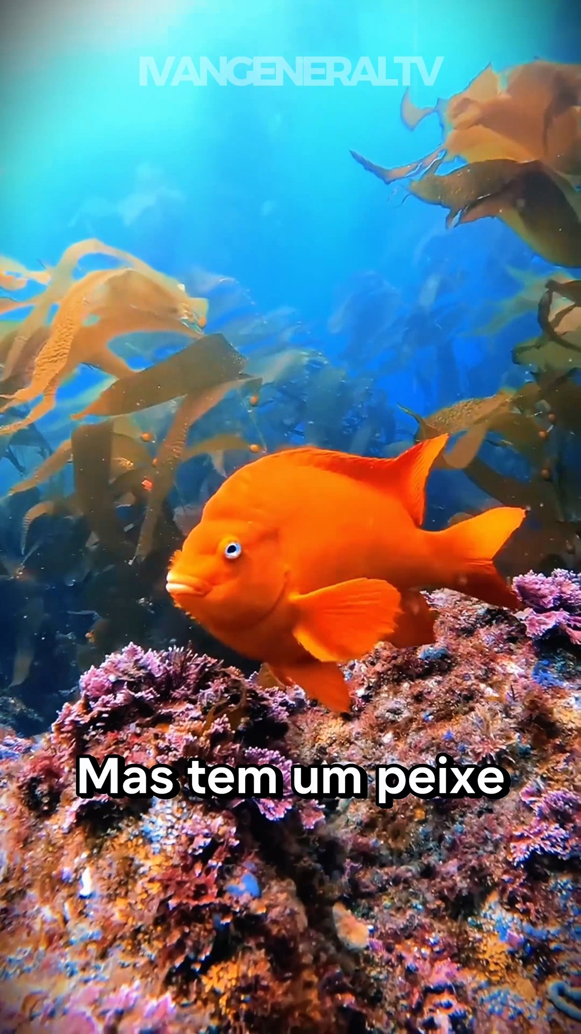 por-que-os-peixes-levam-mergulhadores-at-o-perigo-general-tv