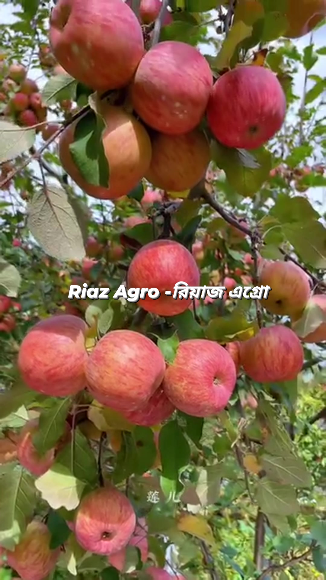 riaz-agro-rajshahi