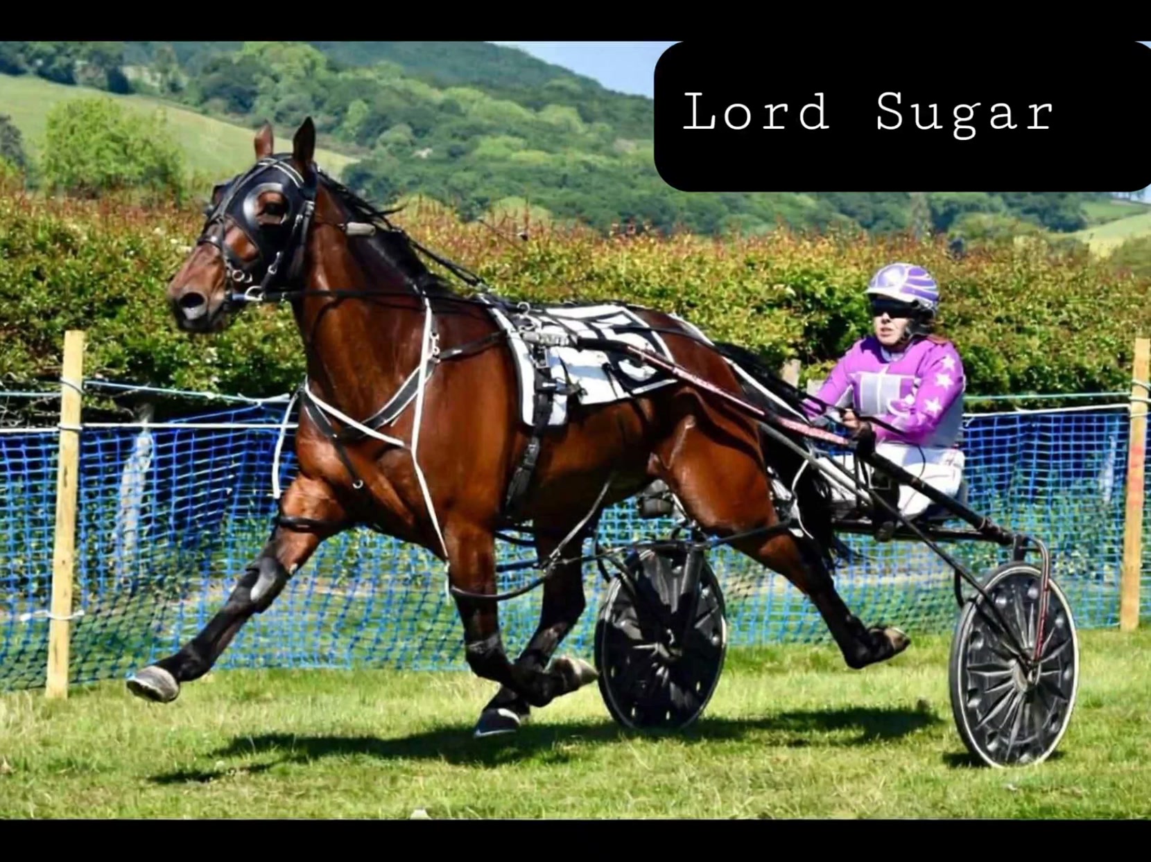 York Bookmakers Handicap Meeting Draws | The British Harness Racing ...