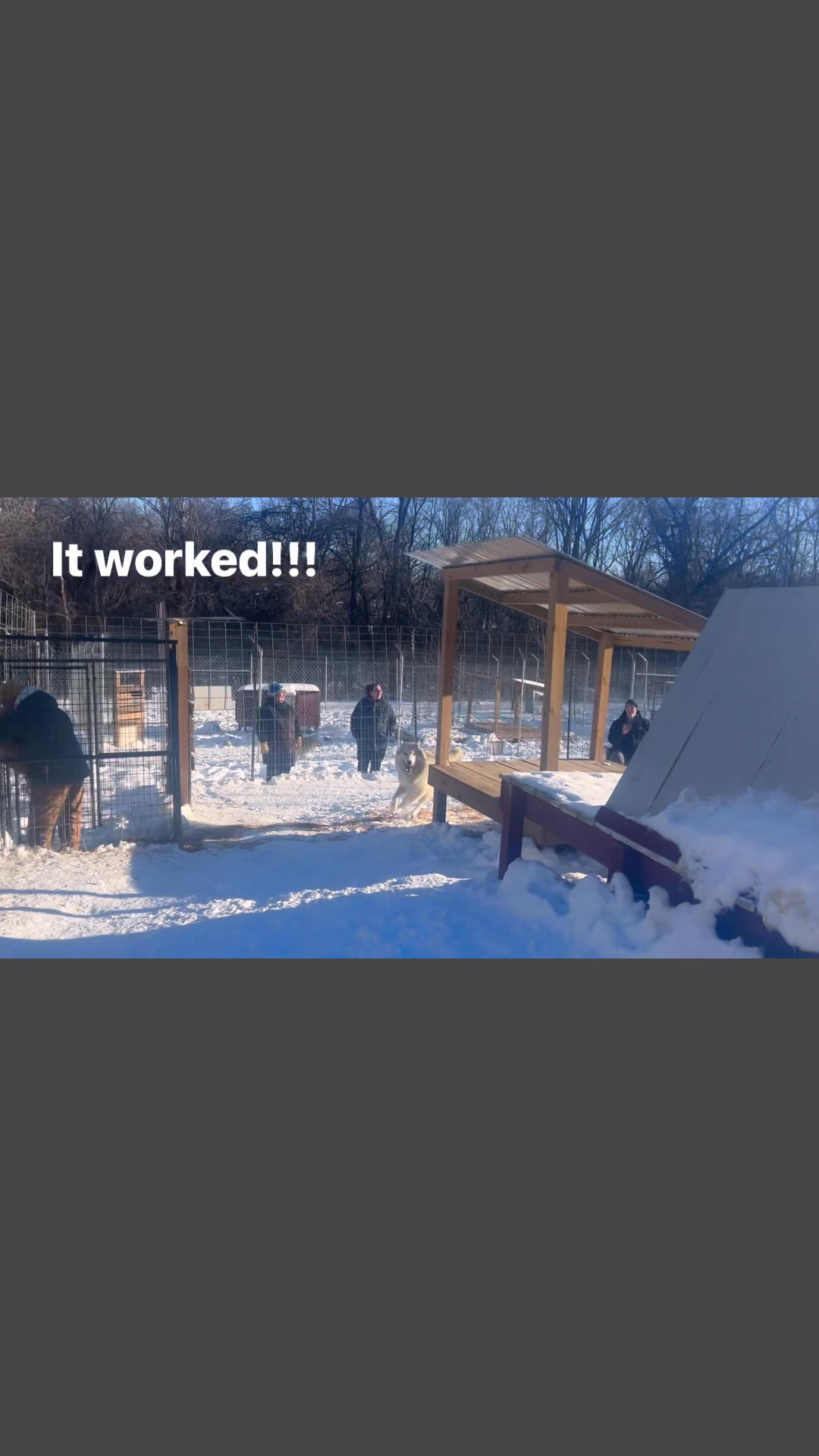 Spike and Cipher! | Red Riding Hood Rescue Project - a wolfdog rescue ...