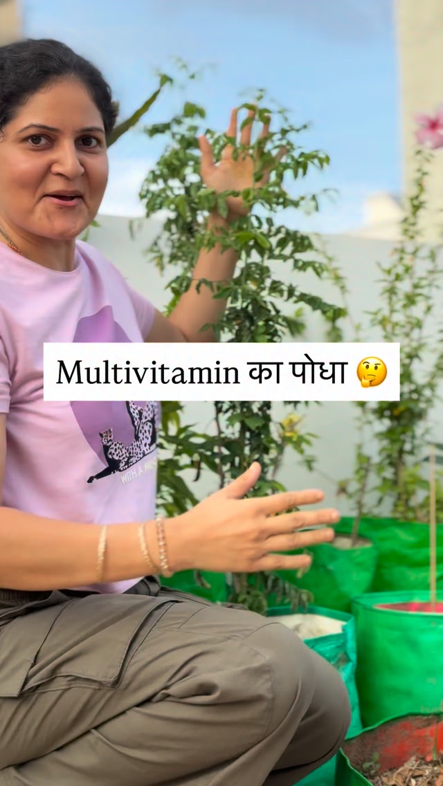 मल्टीविटामिन का पोधा कैसा होता हैं? | Rathi Anshu | Facebook