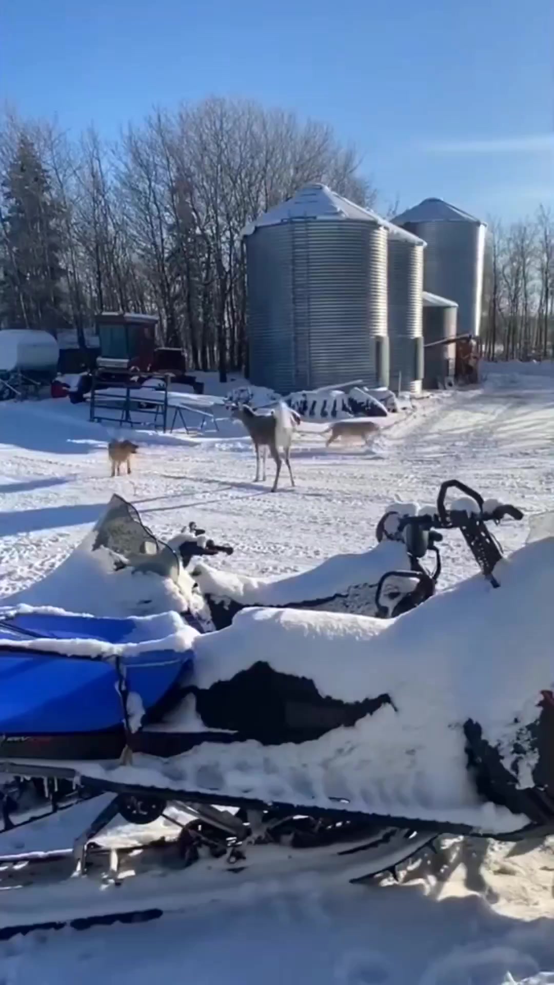Don’t mess with them bucks! | Matt Busbice | Facebook