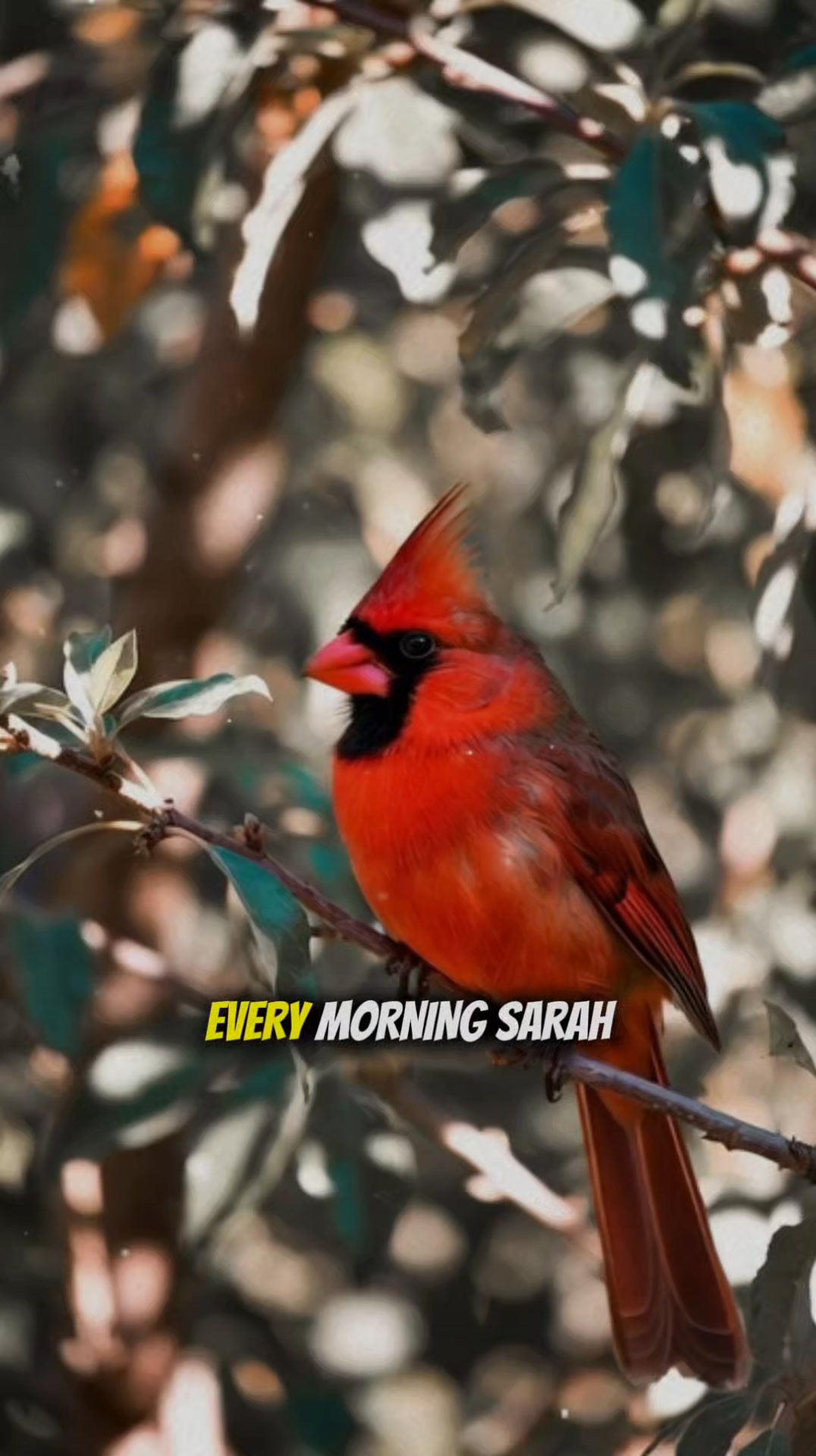 The Cardinal That Guarded the Library Steps #cardinal #redcardinal # ...