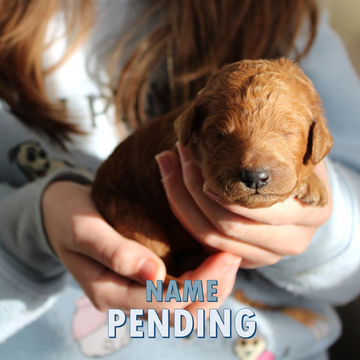Beautiful CKC registered puppies born Dec 13, 2025. They will be ready ...