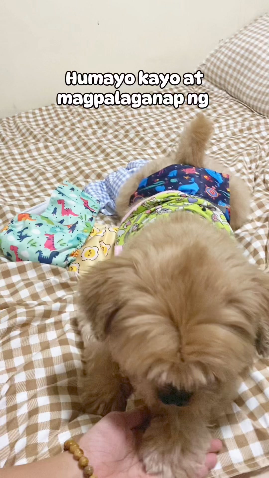 Humayo kayo at magpalaganap ng.. #shihtzusoftiktok #funnytiktokvideos # ...