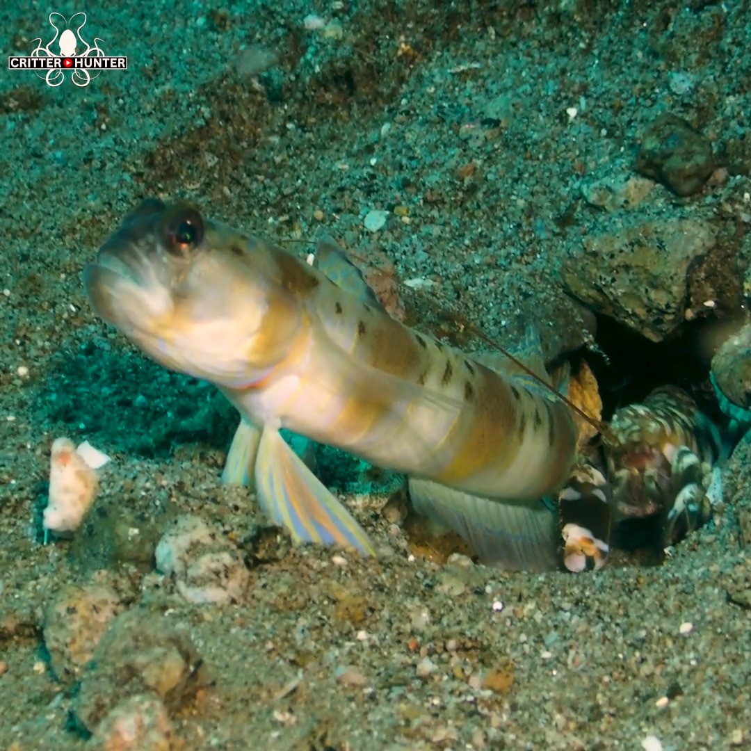 For years, the symbiotic relationship between shrimpgobies (or ...